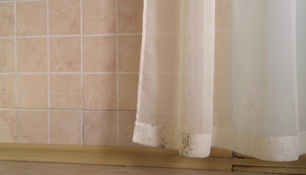 Best Attic Mold Removal  in Rancho Palos Verdes, CA