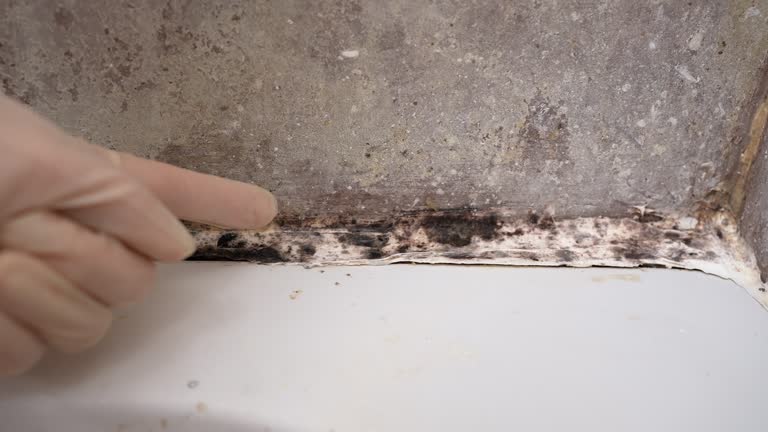 Best Emergency Mold Remediation  in Rancho Palos Verdes, CA